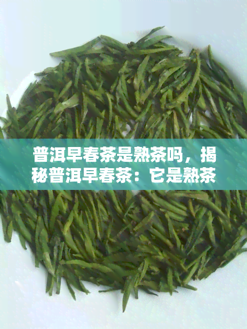 普洱早春茶是熟茶吗，揭秘普洱早春茶：它是熟茶吗？