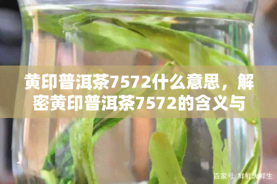 黄印普洱茶7572什么意思，解密黄印普洱茶7572的含义与特点