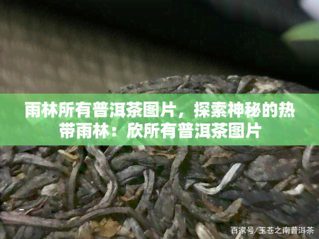 雨林所有普洱茶图片，探索神秘的热带雨林：欣所有普洱茶图片