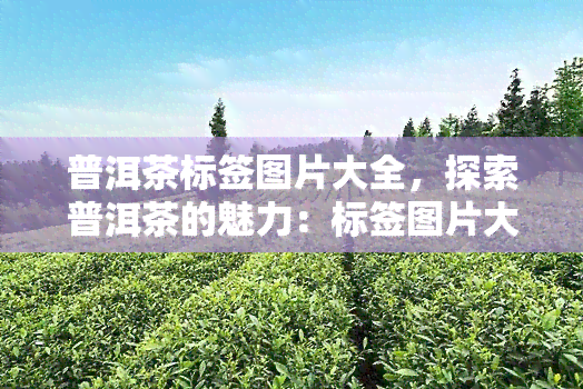 普洱茶标签图片大全，探索普洱茶的魅力：标签图片大全一览