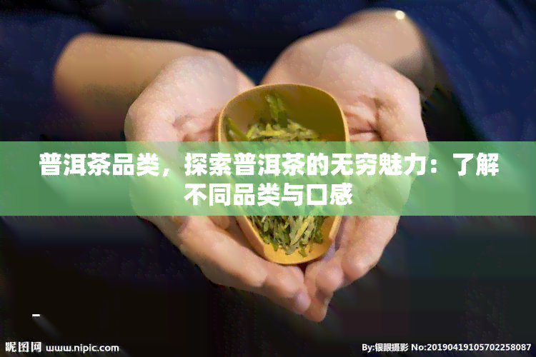 普洱茶品类，探索普洱茶的无穷魅力：了解不同品类与口感