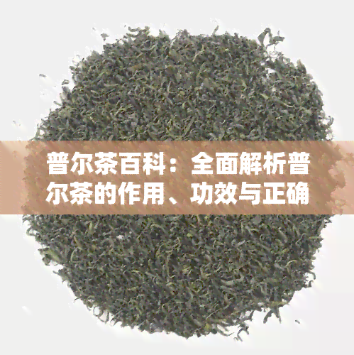 普尔茶百科：全面解析普尔茶的作用、功效与正确饮用方法