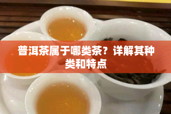 普洱茶属于哪类茶？详解其种类和特点