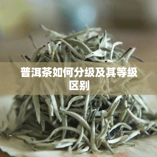 普洱茶如何分级及其等级区别