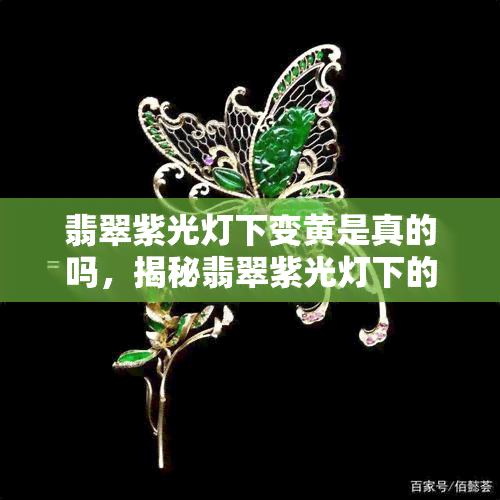 翡翠紫光灯下变黄是真的吗，揭秘翡翠紫光灯下的颜色变化：真的会变黄吗？