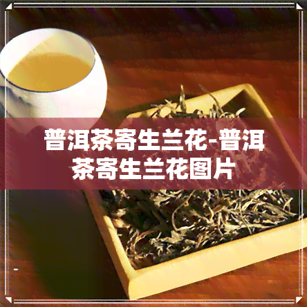 普洱茶寄生兰花-普洱茶寄生兰花图片