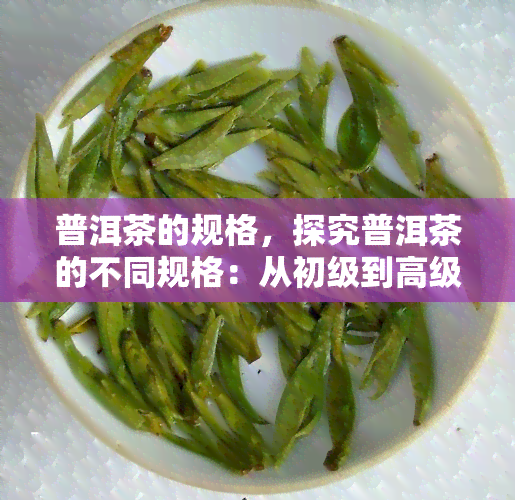 普洱茶的规格，探究普洱茶的不同规格：从初级到高级的全面解析