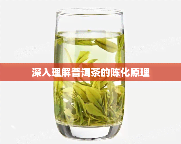 深入理解普洱茶的陈化原理