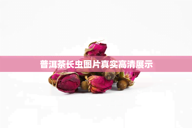 普洱茶长虫图片真实高清展示