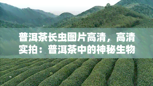 普洱茶长虫图片高清，高清实拍：普洱茶中的神秘生物——长虫图鉴