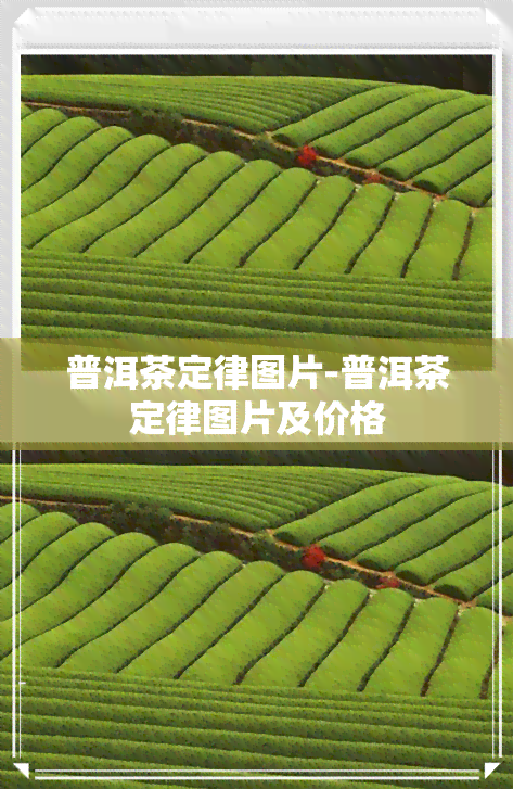 普洱茶定律图片-普洱茶定律图片及价格