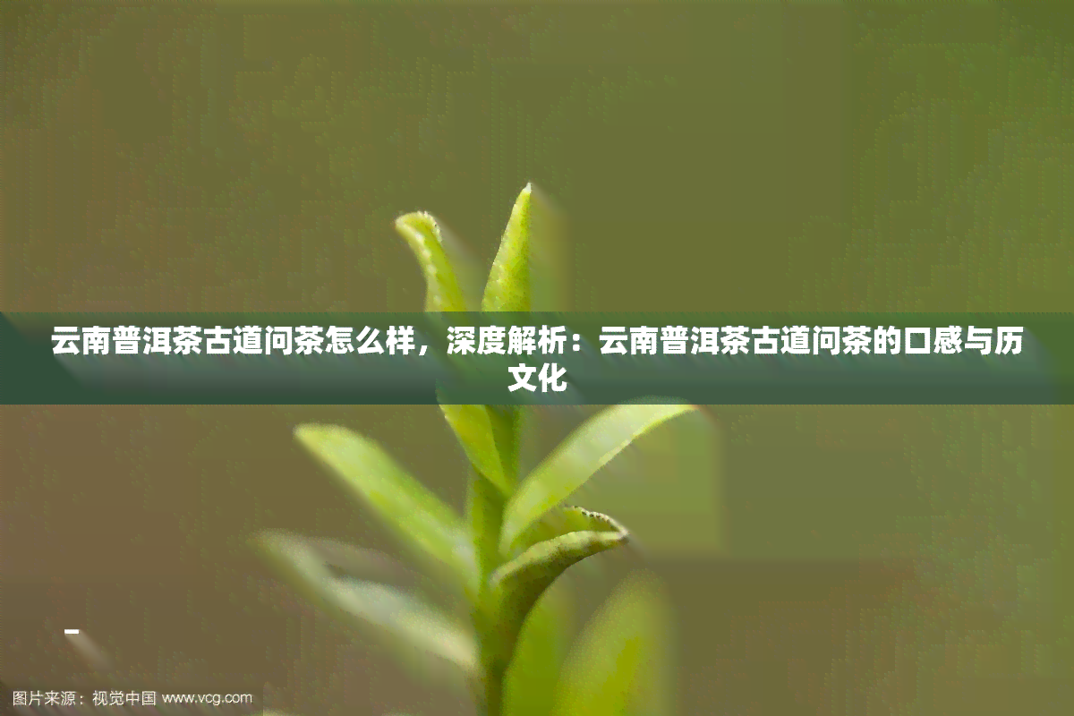 云南普洱茶古道问茶怎么样，深度解析：云南普洱茶古道问茶的口感与历文化