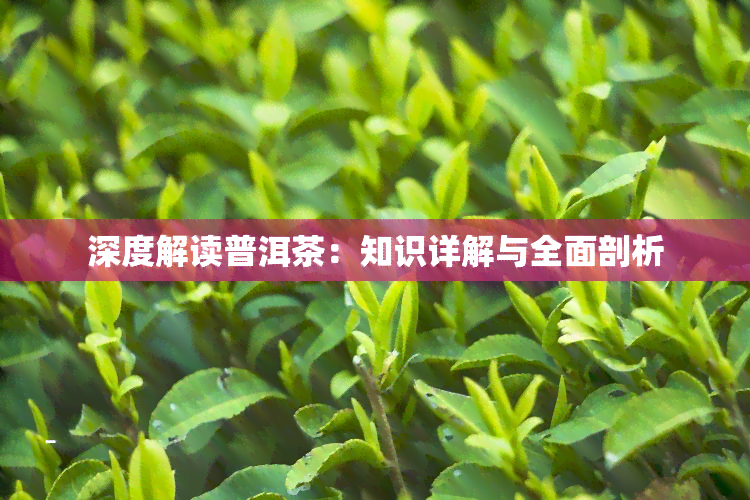 深度解读普洱茶：知识详解与全面剖析