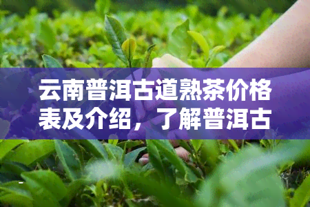 云南普洱古道熟茶价格表及介绍，了解普洱古道茶厂