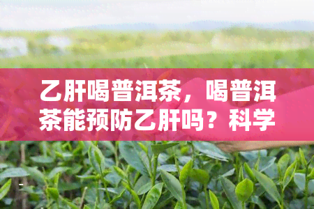 乙肝喝普洱茶，喝普洱茶能预防乙肝吗？科学解析乙肝与饮食的关系