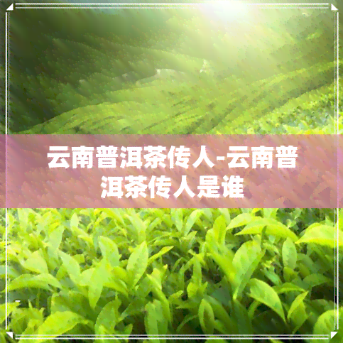 云南普洱茶传人-云南普洱茶传人是谁