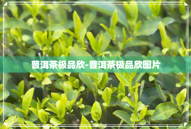 普洱茶极品欣-普洱茶极品欣图片