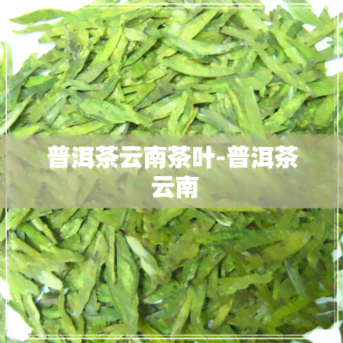 普洱茶云南茶叶-普洱茶 云南