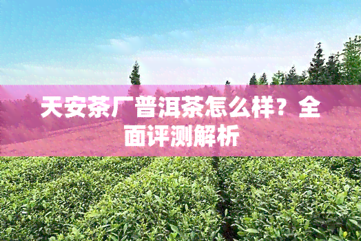 天安茶厂普洱茶怎么样？全面评测解析