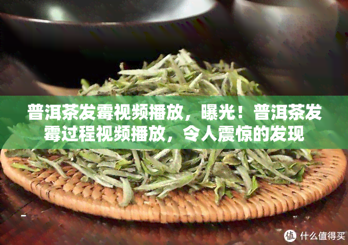 普洱茶发霉视频播放，曝光！普洱茶发霉过程视频播放，令人震惊的发现