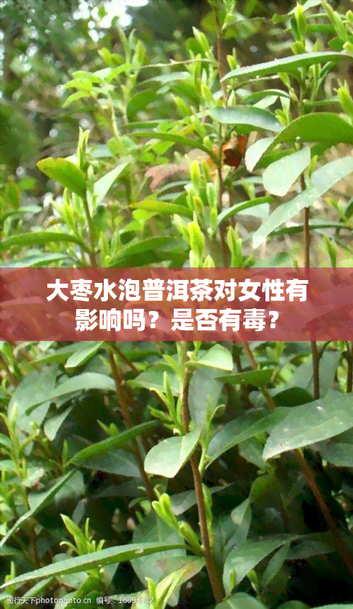 大枣水泡普洱茶对女性有影响吗？是否有？