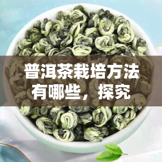 普洱茶栽培方法有哪些，探究普洱茶的栽培技巧：从种植到管理全解析