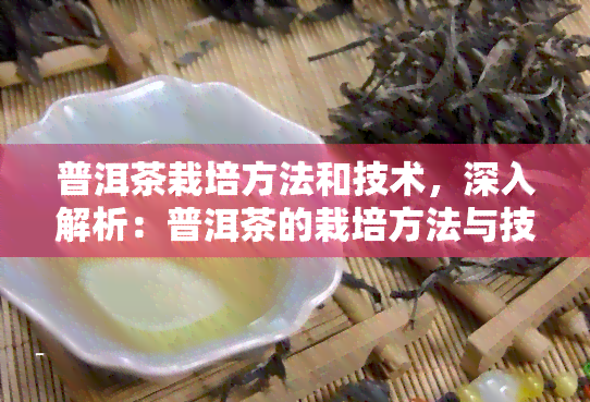 普洱茶栽培方法和技术，深入解析：普洱茶的栽培方法与技术