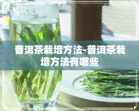 普洱茶栽培方法-普洱茶栽培方法有哪些