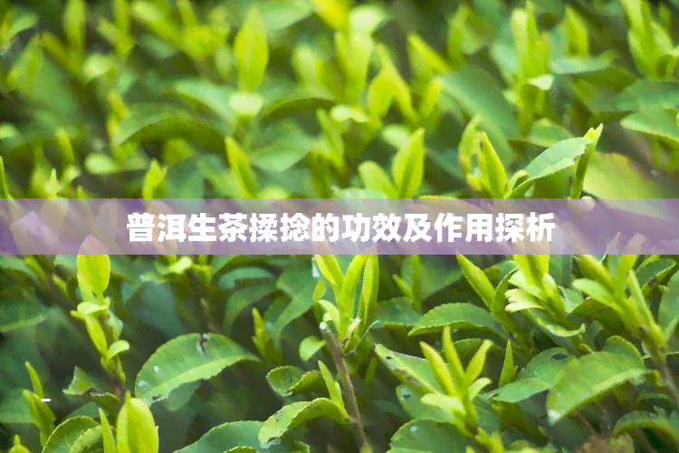 普洱生茶揉捻的功效及作用探析