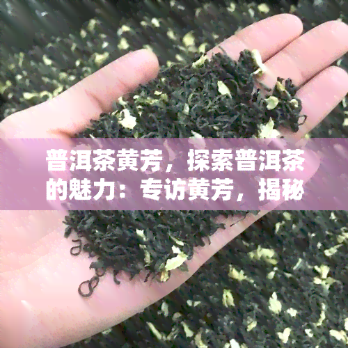 普洱茶黄芳，探索普洱茶的魅力：专访黄芳，揭秘其独特风味与制作工艺