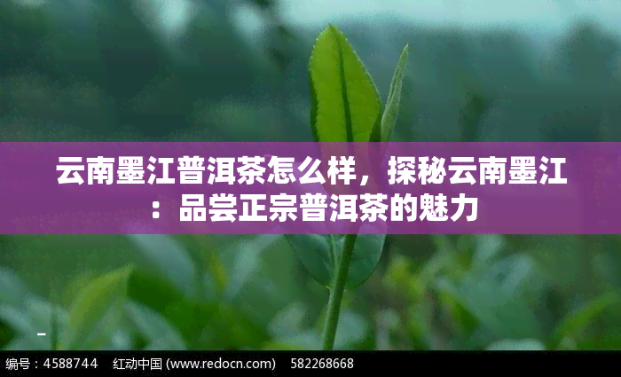 云南墨江普洱茶怎么样，探秘云南墨江：品尝正宗普洱茶的魅力