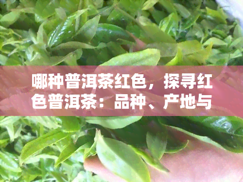 哪种普洱茶红色，探寻红色普洱茶：品种、产地与口感的全面解析