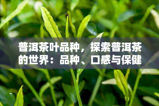 普洱茶叶品种，探索普洱茶的世界：品种、口感与保健功效