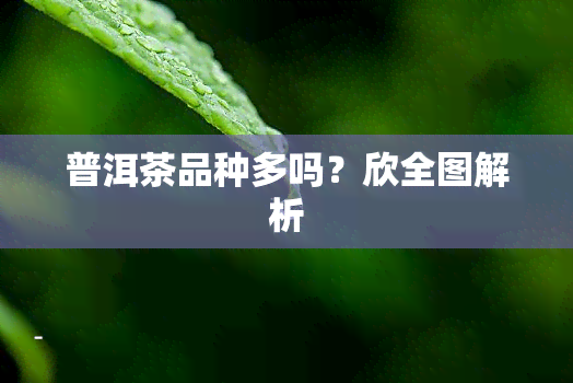 普洱茶品种多吗？欣全图解析