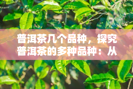 普洱茶几个品种，探究普洱茶的多种品种：从口感到功效的全面解析