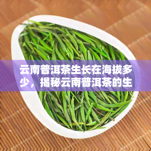 云南普洱茶生长在海拔多少，揭秘云南普洱茶的生长环境：揭秘其独特的生长海拔高度