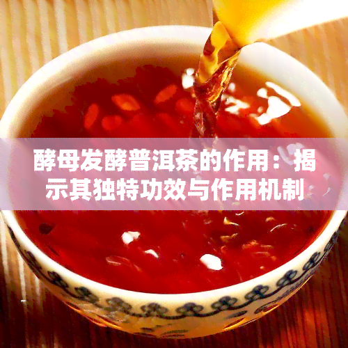 酵母发酵普洱茶的作用：揭示其独特功效与作用机制