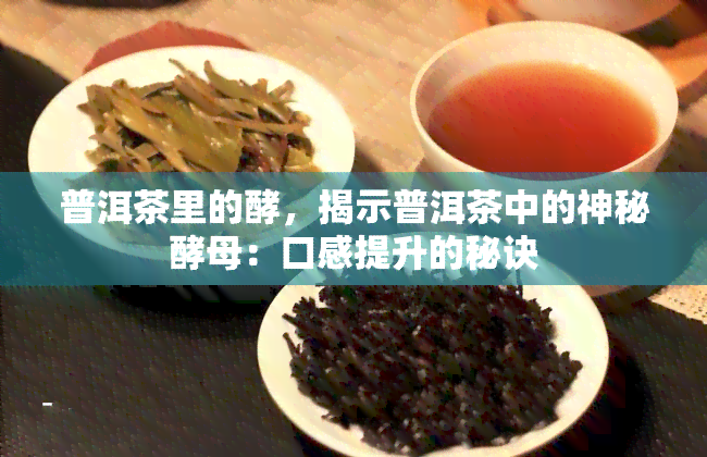 普洱茶里的酵，揭示普洱茶中的神秘酵母：口感提升的秘诀