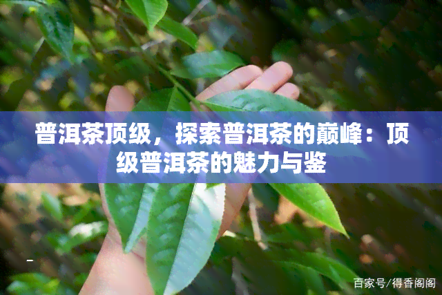 普洱茶顶级，探索普洱茶的巅峰：顶级普洱茶的魅力与鉴