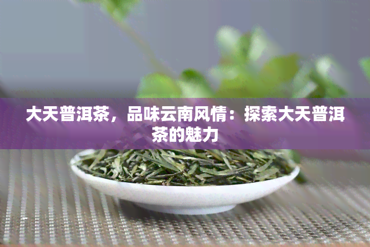 大天普洱茶，品味云南风情：探索大天普洱茶的魅力