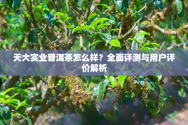 天大实业普洱茶怎么样？全面评测与用户评价解析