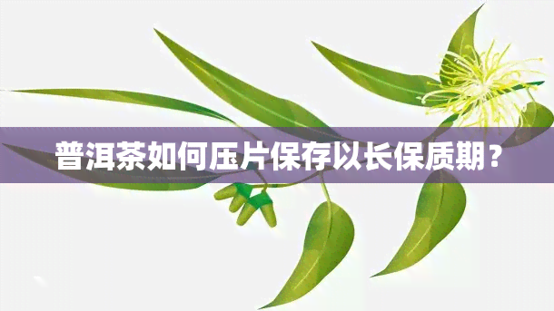 普洱茶如何压片保存以长保质期？