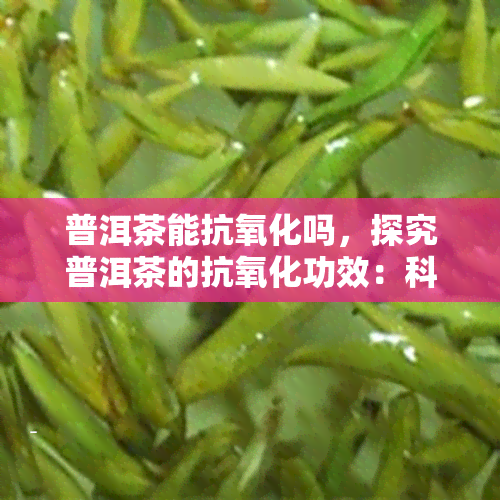 普洱茶能抗氧化吗，探究普洱茶的抗氧化功效：科学解析与实证研究