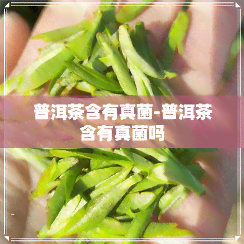 普洱茶含有真菌-普洱茶含有真菌吗