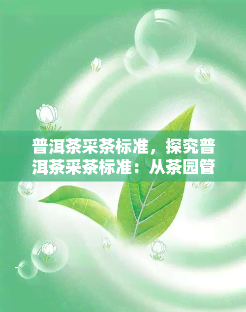 普洱茶采茶标准，探究普洱茶采茶标准：从茶园管理到采摘工艺的全过程解析