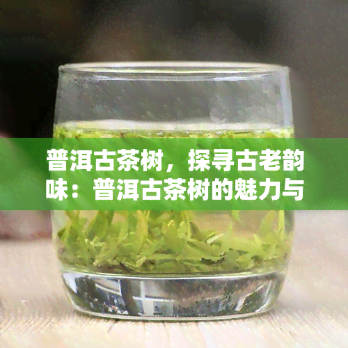 普洱古茶树，探寻古老韵味：普洱古茶树的魅力与历