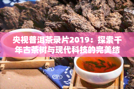 央视普洱茶录片2019：探索千年古茶树与现代科技的完美结合