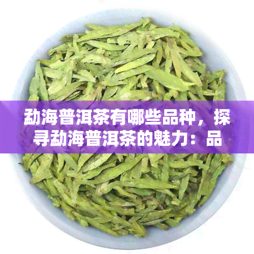 勐海普洱茶有哪些品种，探寻勐海普洱茶的魅力：品种大全解析