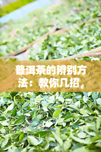 普洱茶的辨别方法：教你几招，轻松鉴别好坏