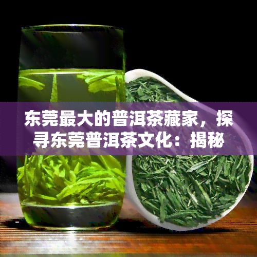 东莞更大的普洱茶藏家，探寻东莞普洱茶文化：揭秘更大藏家的故事